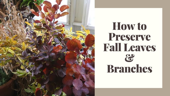 Susan Marie : Preserving & Framing Autumn Leaf Tutorial