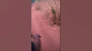 Pachappu thedi njan kooduvittu