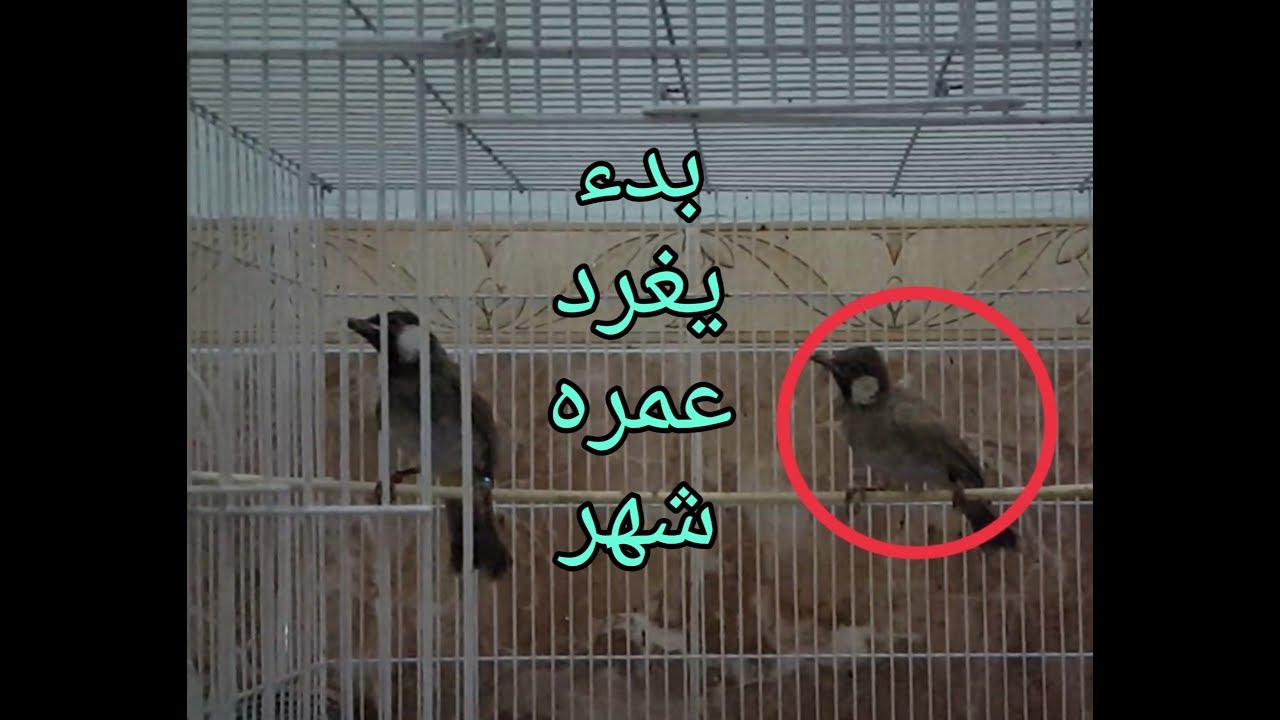 شوكت نفطم ألافراخ وتعتمد على روحه بلتغذيه