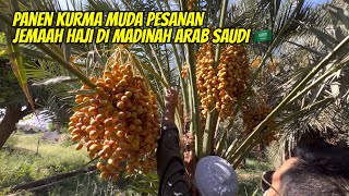 PANEN KURMA MUDA DI MADINAH ARAB SAUDI PESANAN JEMAAH HAJI