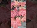 Гейхера Динозавр 04.11.24#гейхера #алтай #модныйсад #дача