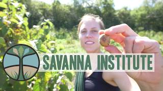 Drawdown Carbon On Farmland With Agroforestry Savanna Institute
