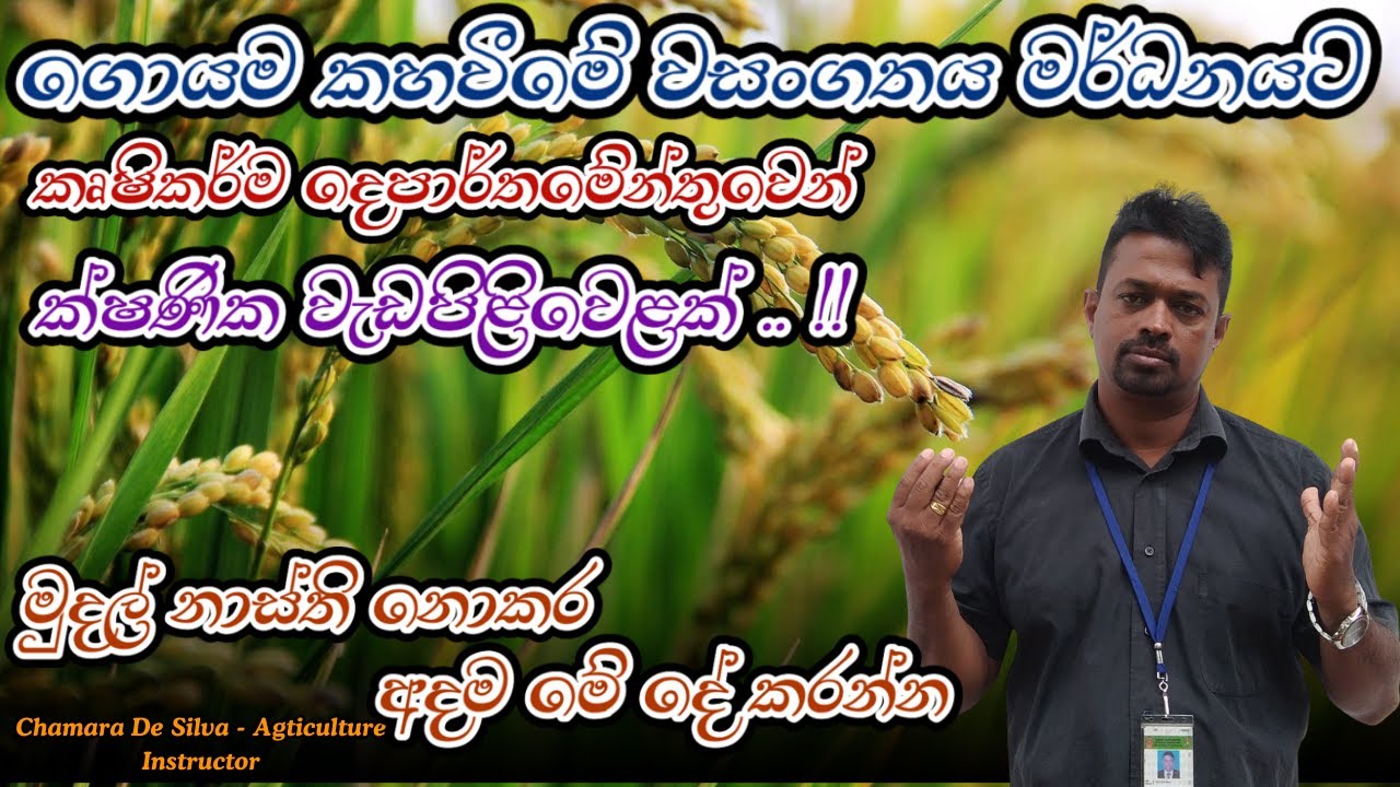 කහ ගොයමට හරිම විසදුම  | මුදල් නාස්ති නොකර අදම මේ දේ කරන්න