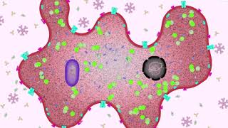 The Latent Phase of Mycobacterium tuberculosis - NanoBiology Course 2021 - Tuesday Group