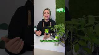 3 красивых дерева для вашего участка в 2026 году