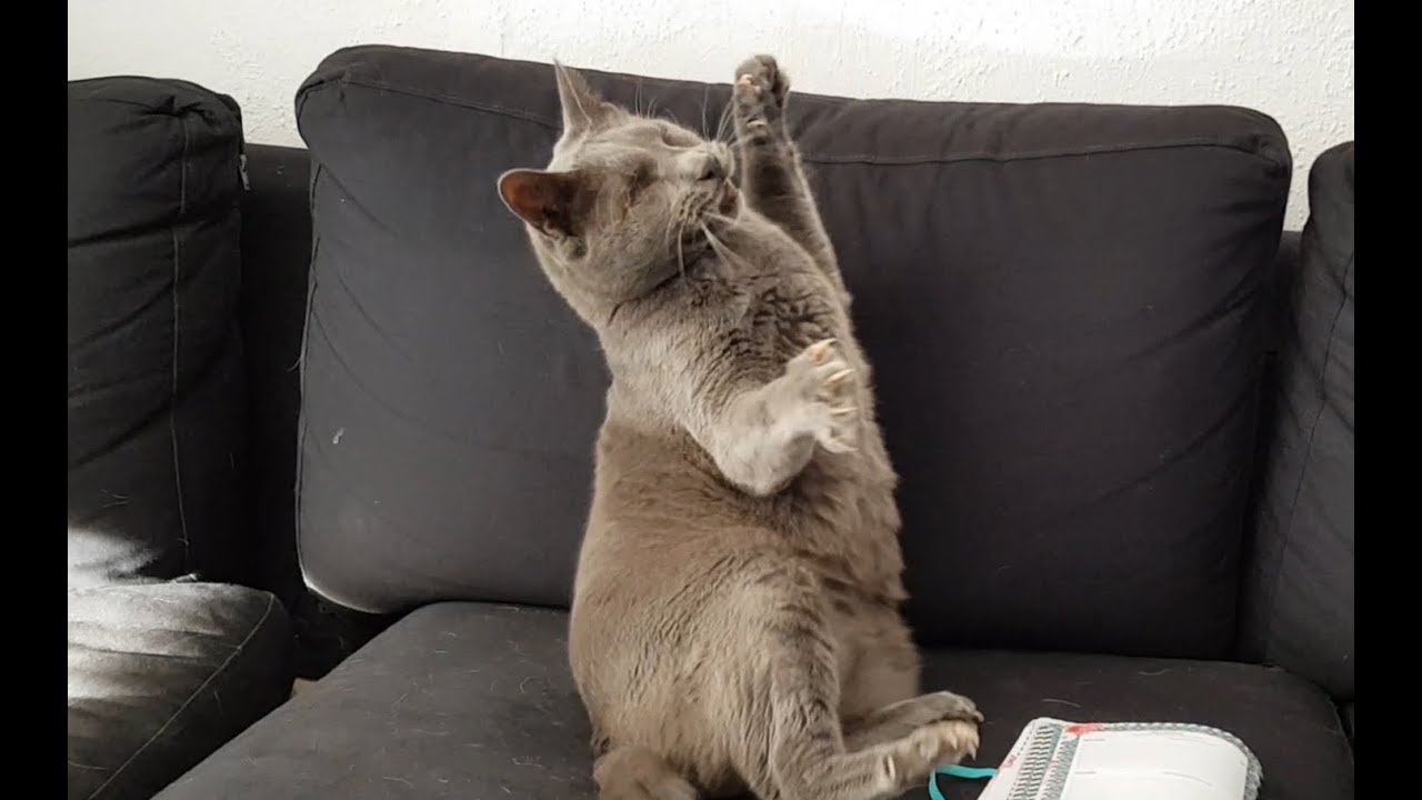 Crazy moments of my rescued blind cat YouTube