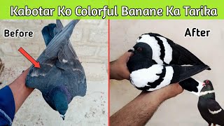 Kabutar Ko Gandedar Banane Ka Tarika | Kabutar ko colorful Kese Banae | Kabotar ko rankdar kese bane