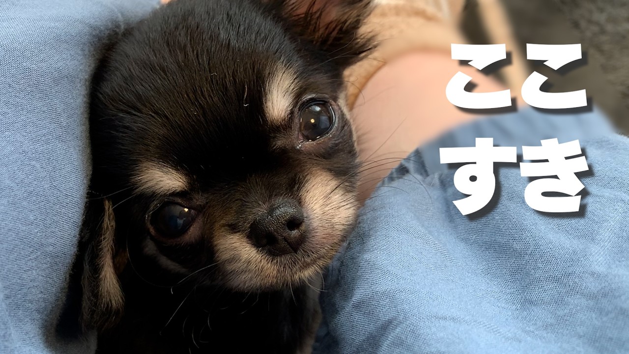生後2ヶ月の子犬チワワ、朝から甘えすぎました。