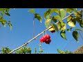 Abelhas fazendo seu trabalho nas flores da árvore de pitanga.