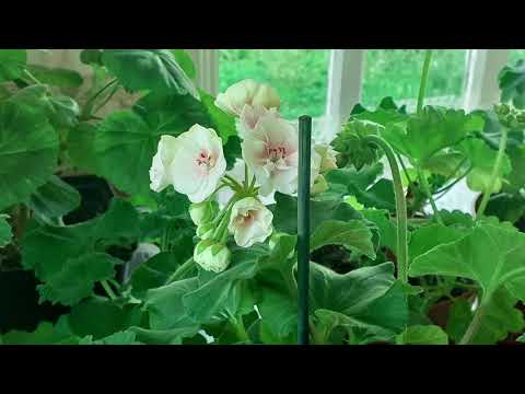 Видео: Pelargonium ургахад бэрхшээлтэй байдаг