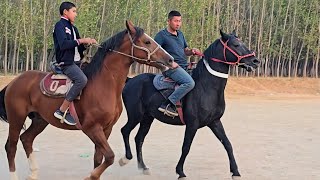картинка: КОРА ОТ ОЛОВ ЭКАН.. ОТЛАР СОТИЛАДИ..! #otbozor #horse #rek #otlar 