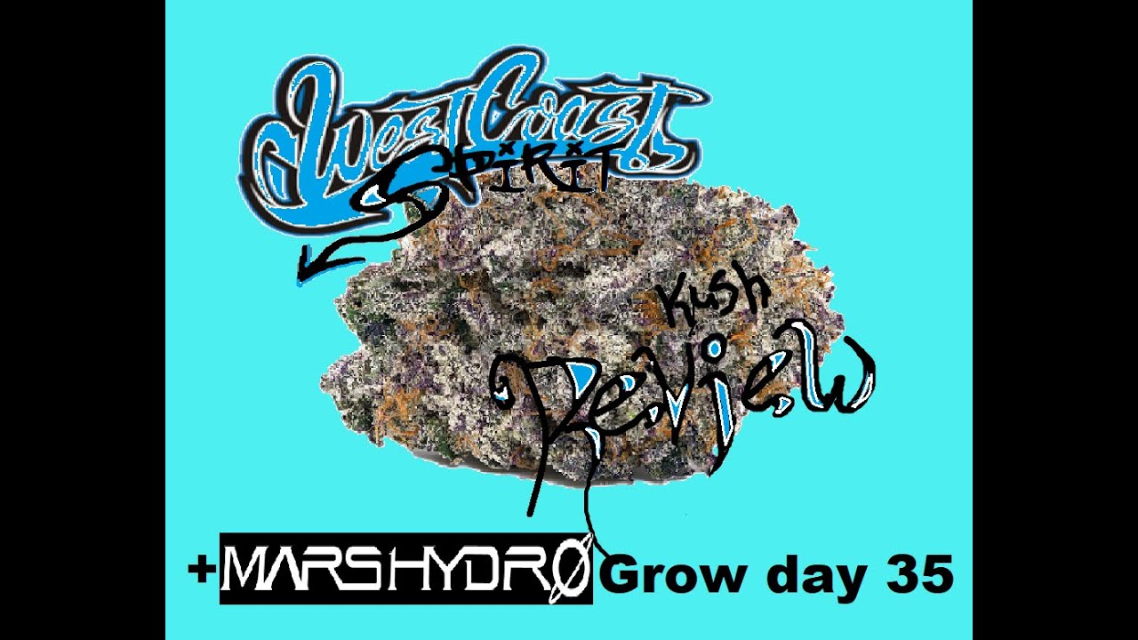 Westcoast Spirit Or Westcoast OG Cannabis Strain review Kush Review Mars Hydro Weed Grow day 35