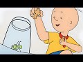 Caillou&#39;s Cricket / Dog Dilemma / The Spider Issue | Caillou Classics