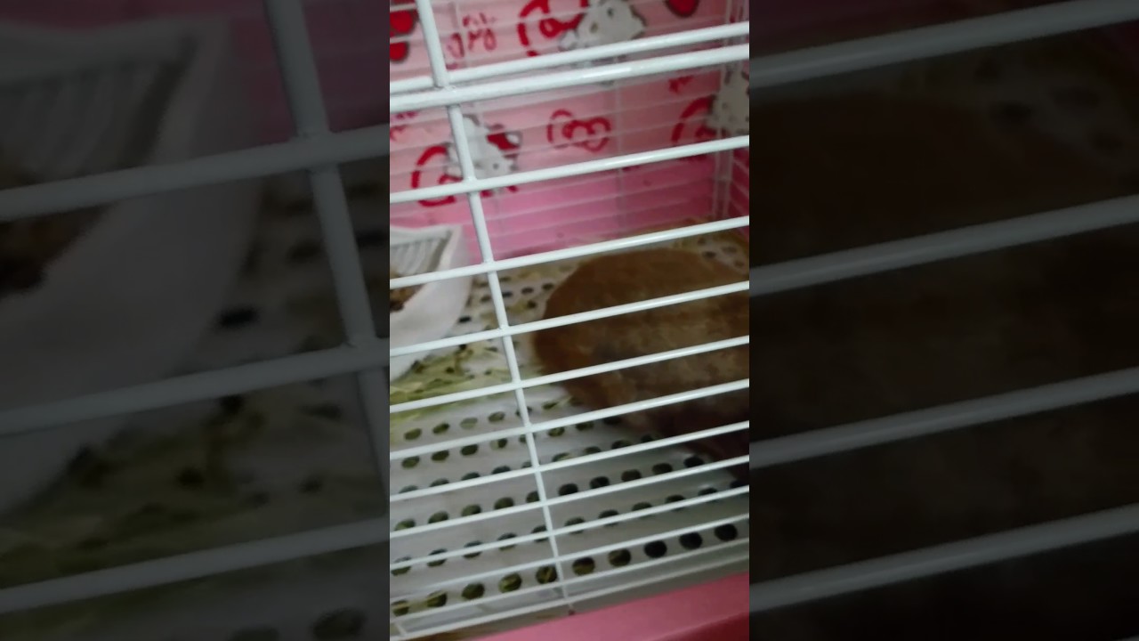 飼ってるウサギがなつかない Youtube