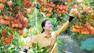 Emma Harvest Rambutan Garden at the end of the season and go to the market to sell | Emma Daily Life