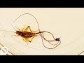 These Hairworms Eat a Cricket Alive and Control Its Mind | Deep Look