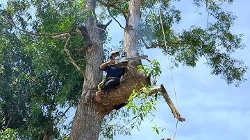 Cưa cây tràm bông vàng siêu khủng , Siêu to . Máy Cưa CATSU 5900