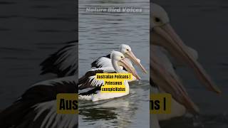 Australian Pelicans | Pelecanus conspicillatus #birds #birdsong #birdsounds