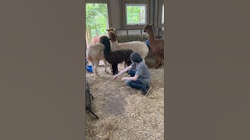 Getting the new alpacas used to being pet and hand fed. #alpacafarm #alpacas #farm