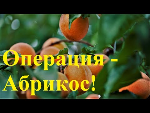 Абрикосы-жердела. Созрели в моём саду.