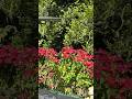 Beautifulflowers#Youtubeshorts#viralvideo# nature#Bougenvilla