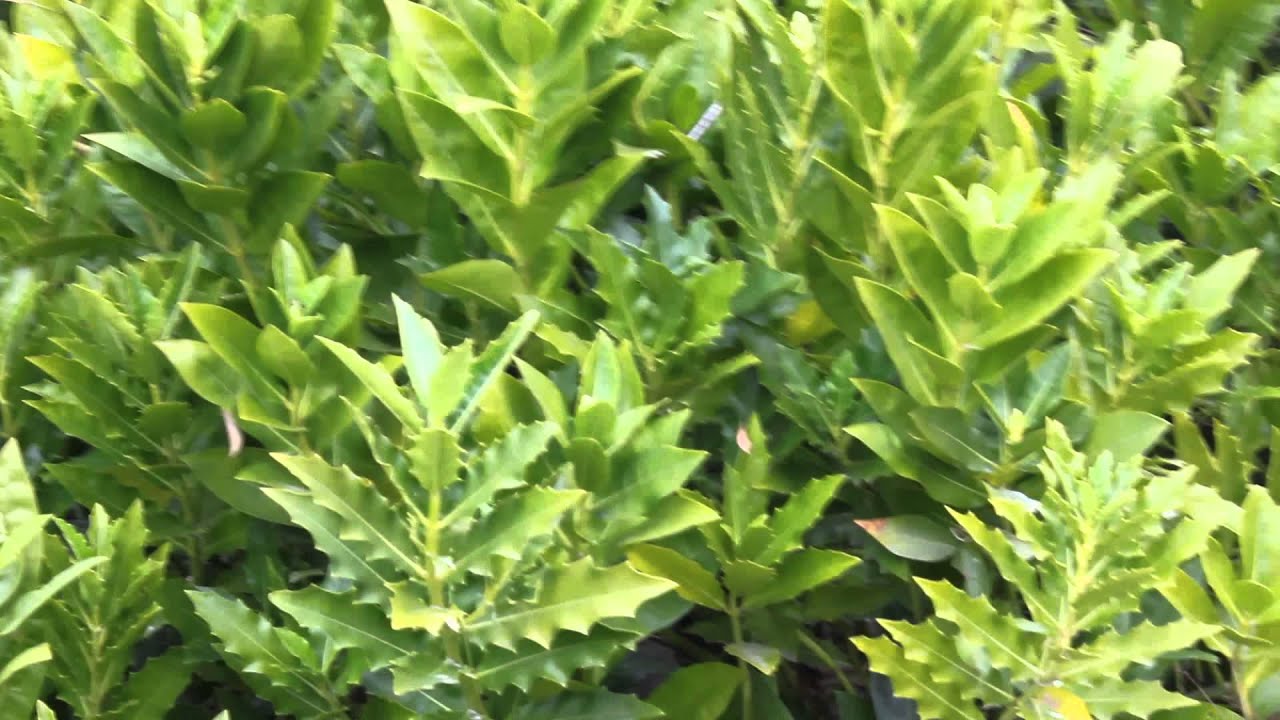 Walk Through The Mangroves (Wetland Park) / Прогулка По Мангровым Зарослям в Ветланд Парк