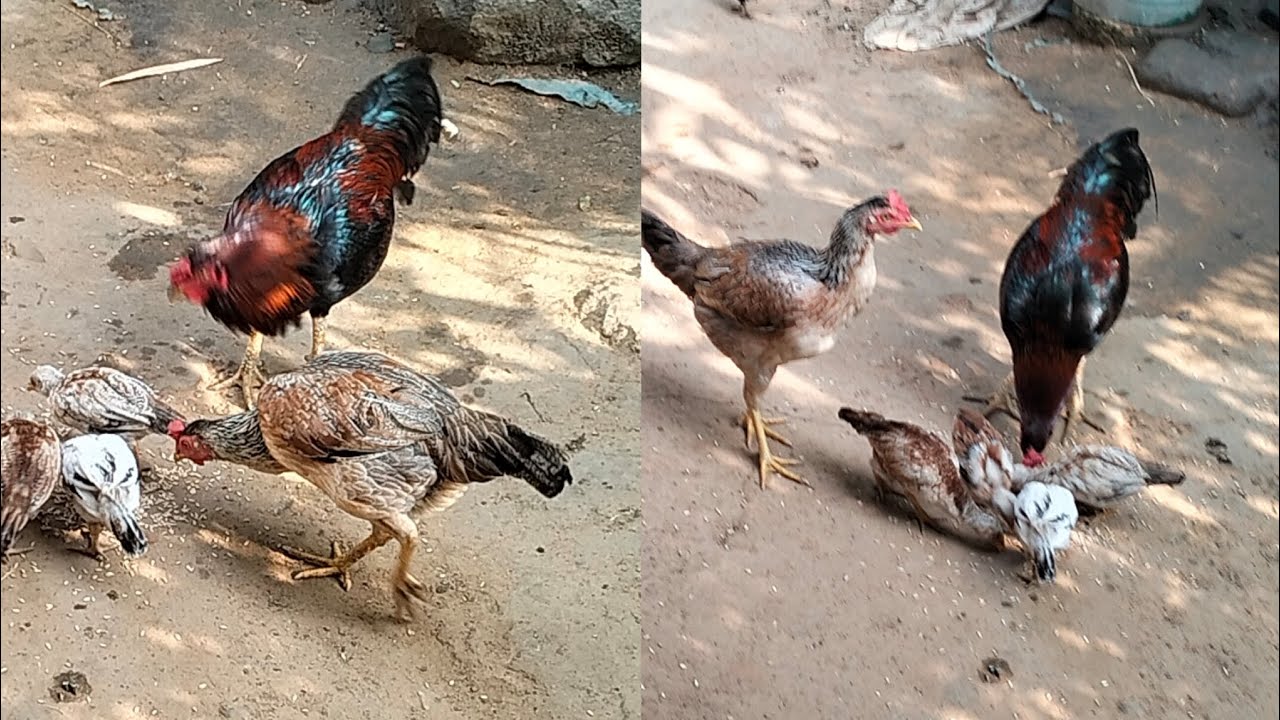 Rooster Hen Meeting Time || Rooster Crowing 🐔🔥🐔