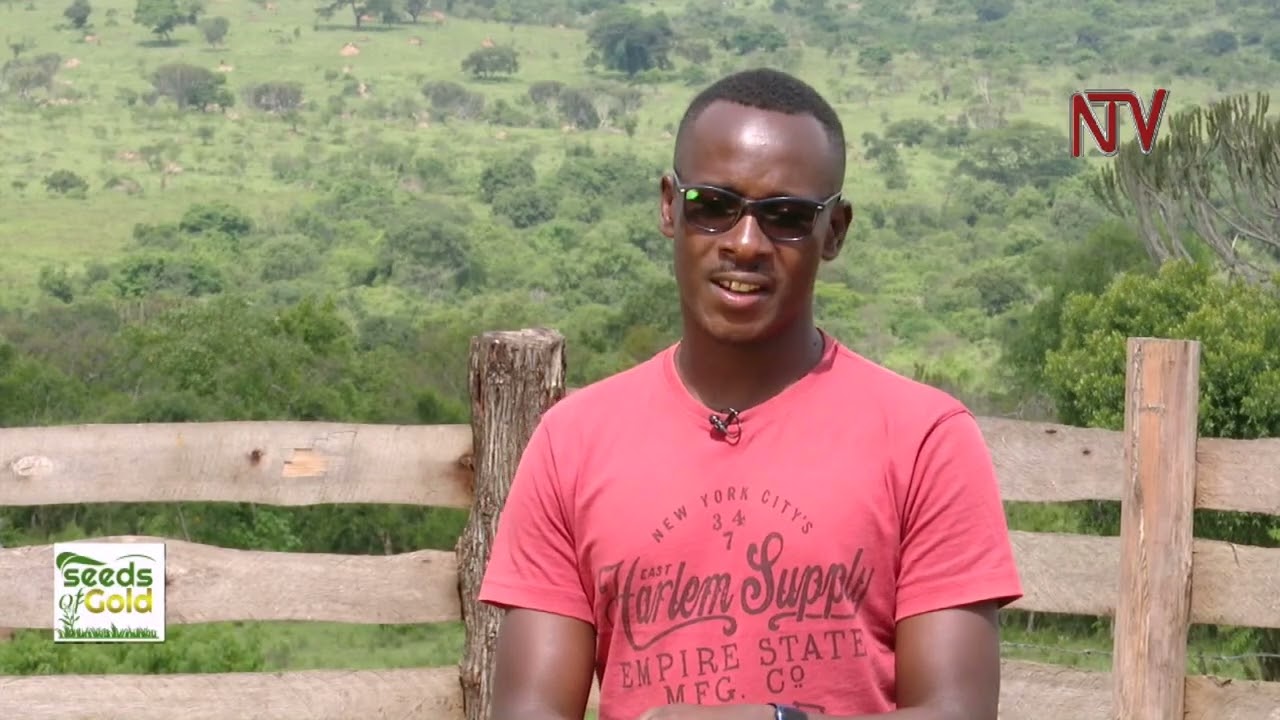 Commercial goat farming | SEEDS OF GOLD