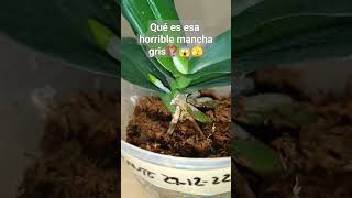 ¿Qué es esa horrible mancha,😱 que le ha salido a mi orquídea? Utiliza Canela☺️🌷