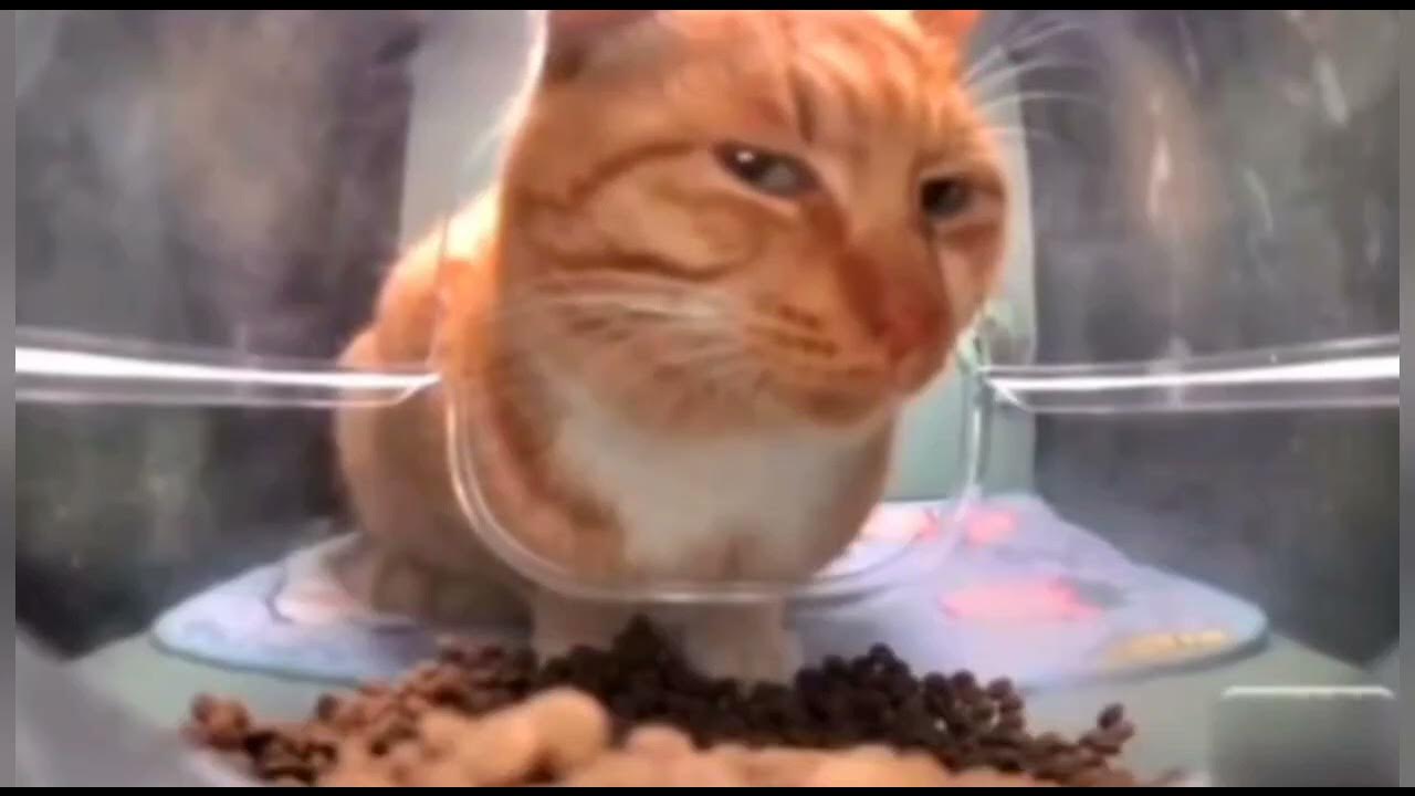 КОТ СМОТРИТ - 10 часов - YouTube