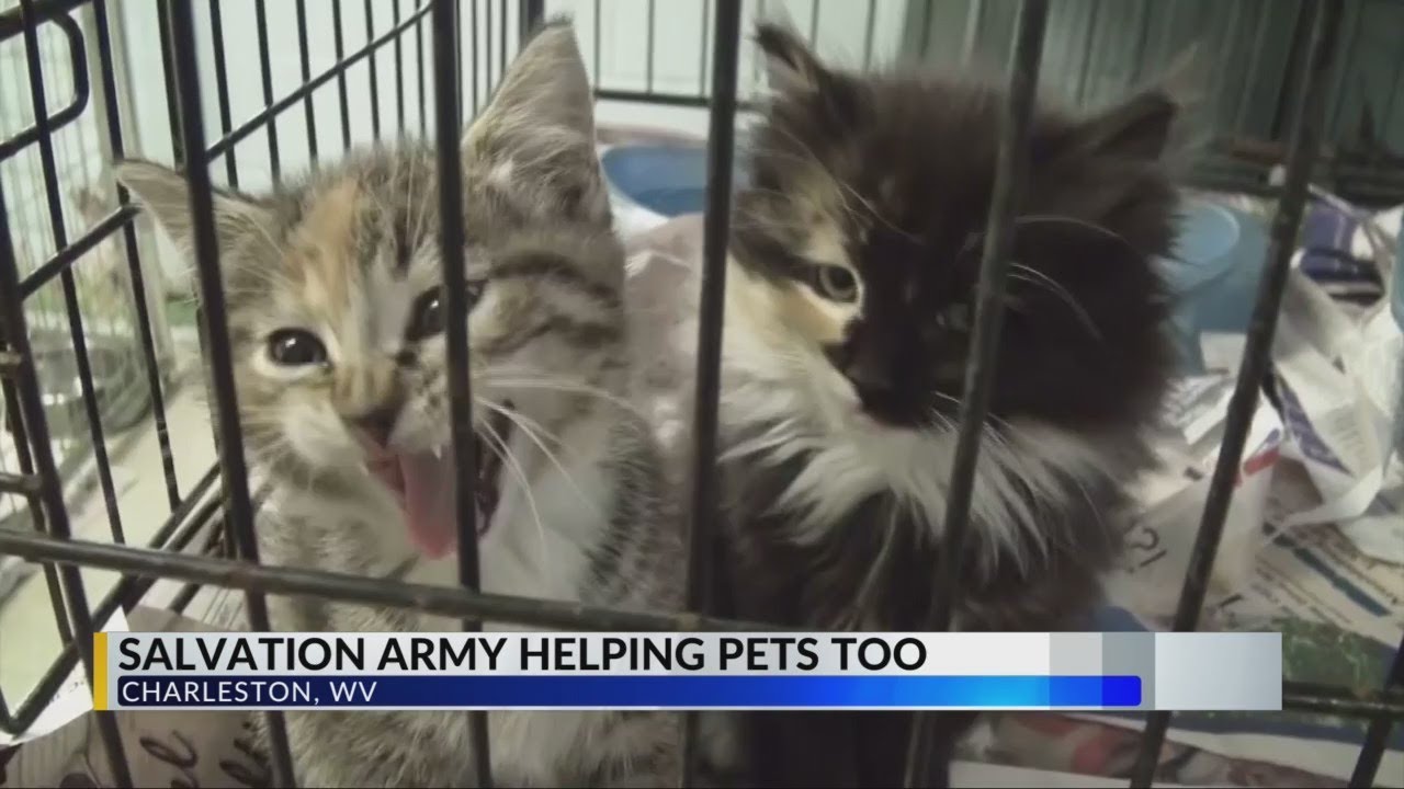 Salvation Army helping people with pet food supplies during COVID19