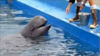 Back Stage at Seaworld - Sully the Pilot Whale