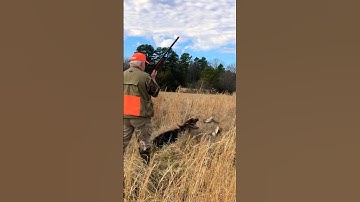 Hunting wirehaired pointing griffon told to flush with “go easy” command #wirehairedpointinggriffon