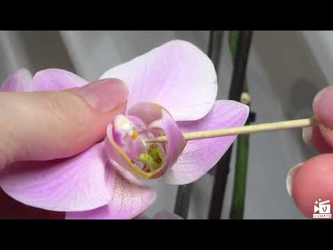 Как получить семена орхидеи в домашних условиях видео