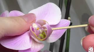 Как получить семена Орхидеи? Опыление Орхидеи.