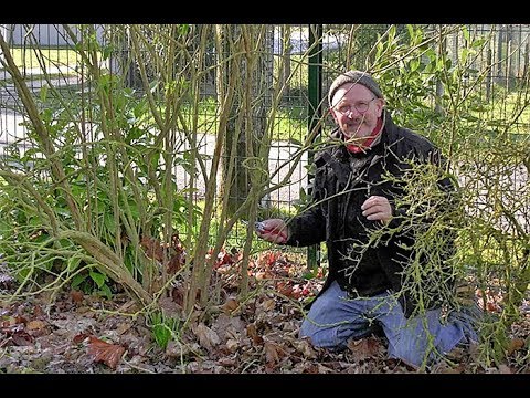 Vidéo: Préparer les buissons de papillons pour l'hiver - Dois-je tailler mon buisson de papillons pour l'hiver