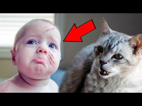 Видео: Как да спрем една котка от постоянно меоу
