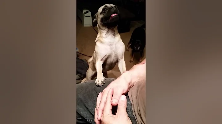 Bubba asking for BBQ
