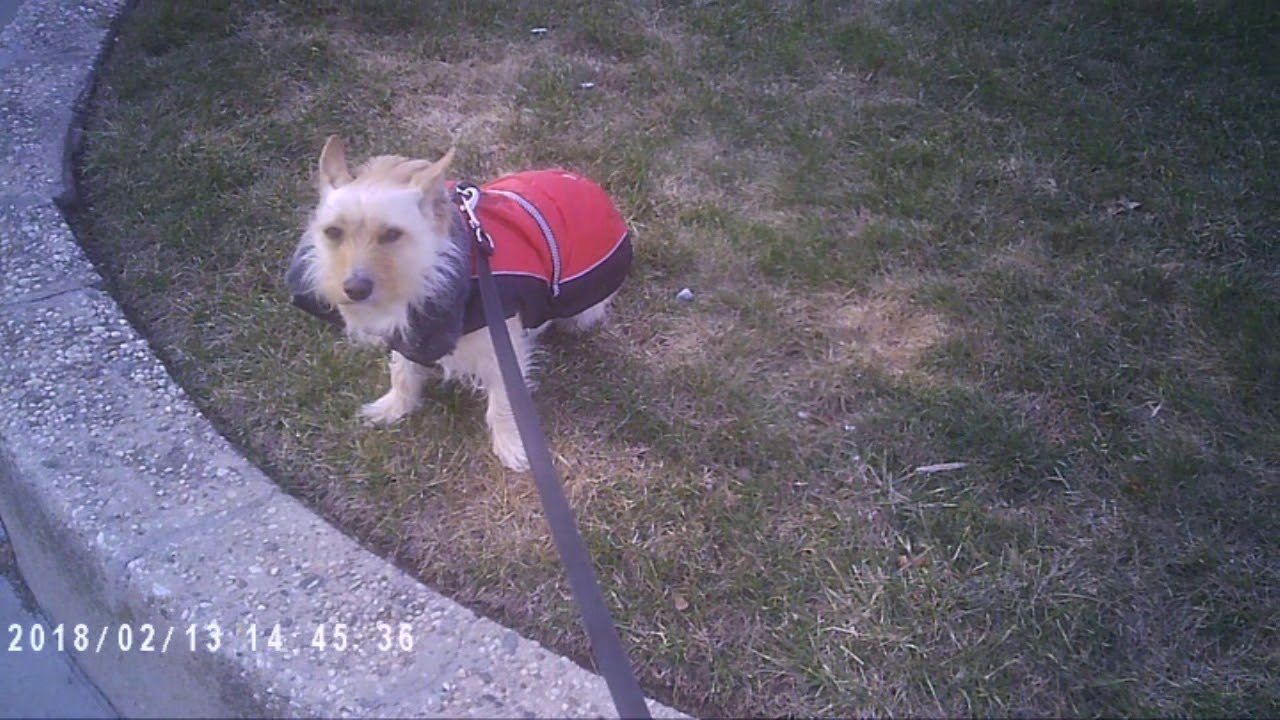 Spy Pen Comedian Troll Philosopher Dog Logic Full HD 1080p Test Demo Review Nexgadget #9