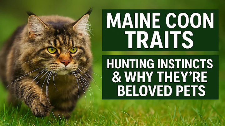 Video 10685211: pet maine coon, maine coon cat, gentle giant maine coon, maine coon hunting