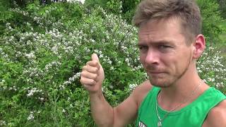 Now THIS Is A Blackberry Patch - Farming Nature: How To Make A Wild Blackberry Patch