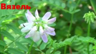 Вязель видео Вязель | КРАСИВЫЕ ИДЕИ ДЛЯ САДА