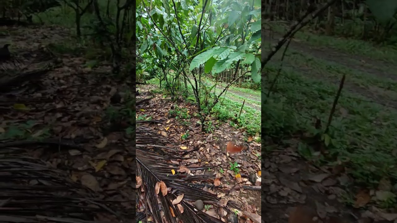 foliar spray every 15 days