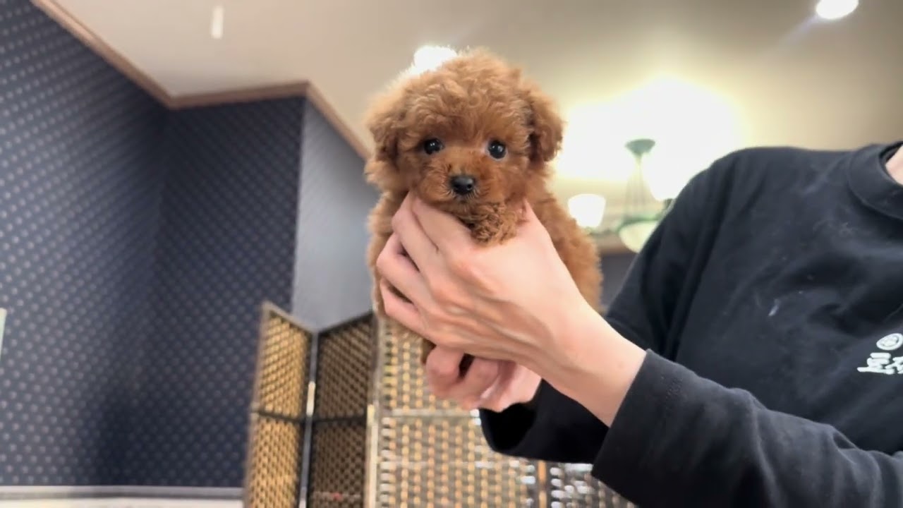 ♡Grin♡あそんでワンワン YouTube