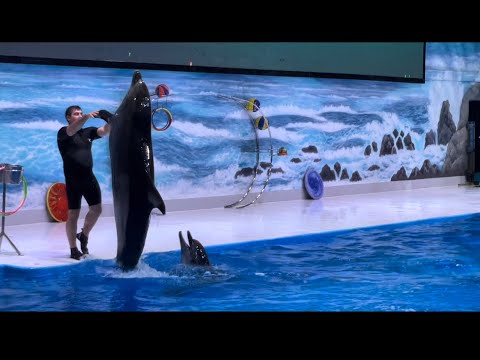 Dolphin show dubai/Dubai dolphinarium/must visit place in dubai