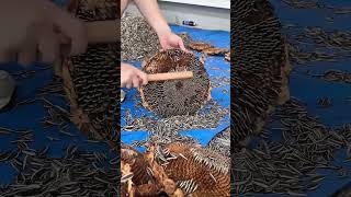 Hand Processing Sunflower Seeds in Natural Farming Style