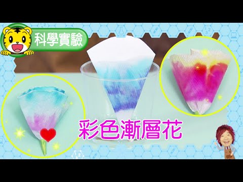 巧連智【科學小實驗】彩色漸層花 #科學 #實驗 #幼兒 #育兒 #親子生活 #動畫 #卡通