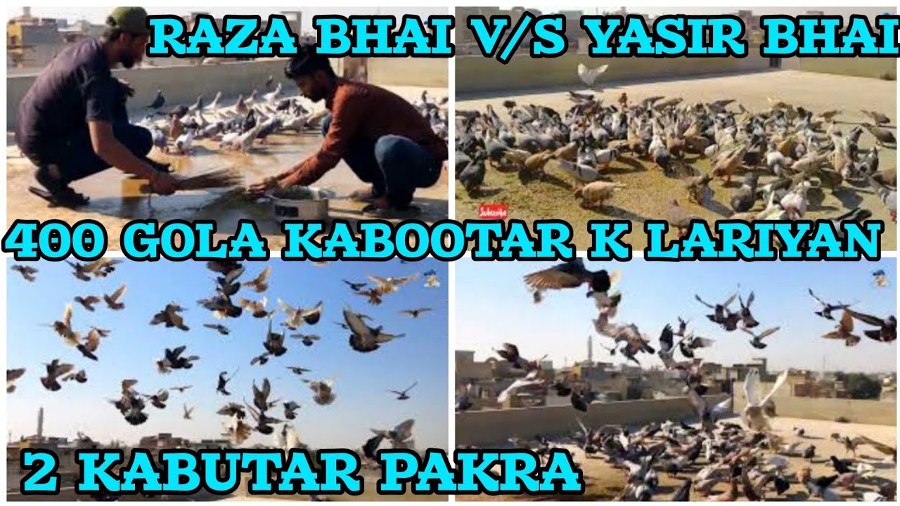 2 Kabutar pakra | Raza Bhai V/S Yasir Bha | 400 Gola Kabootar k Lariyan 2025 | day 5 | Gola kabooter