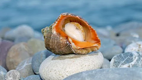 10 самых интересных ракушек Чёрного моря (часть 1)