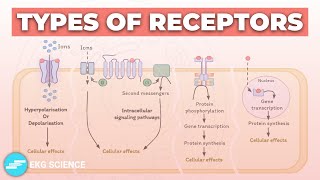 Types of Receptors: Ligand-Gated, GPCRs, Kinase-Linked & Nuclear Receptors | Pharmacology